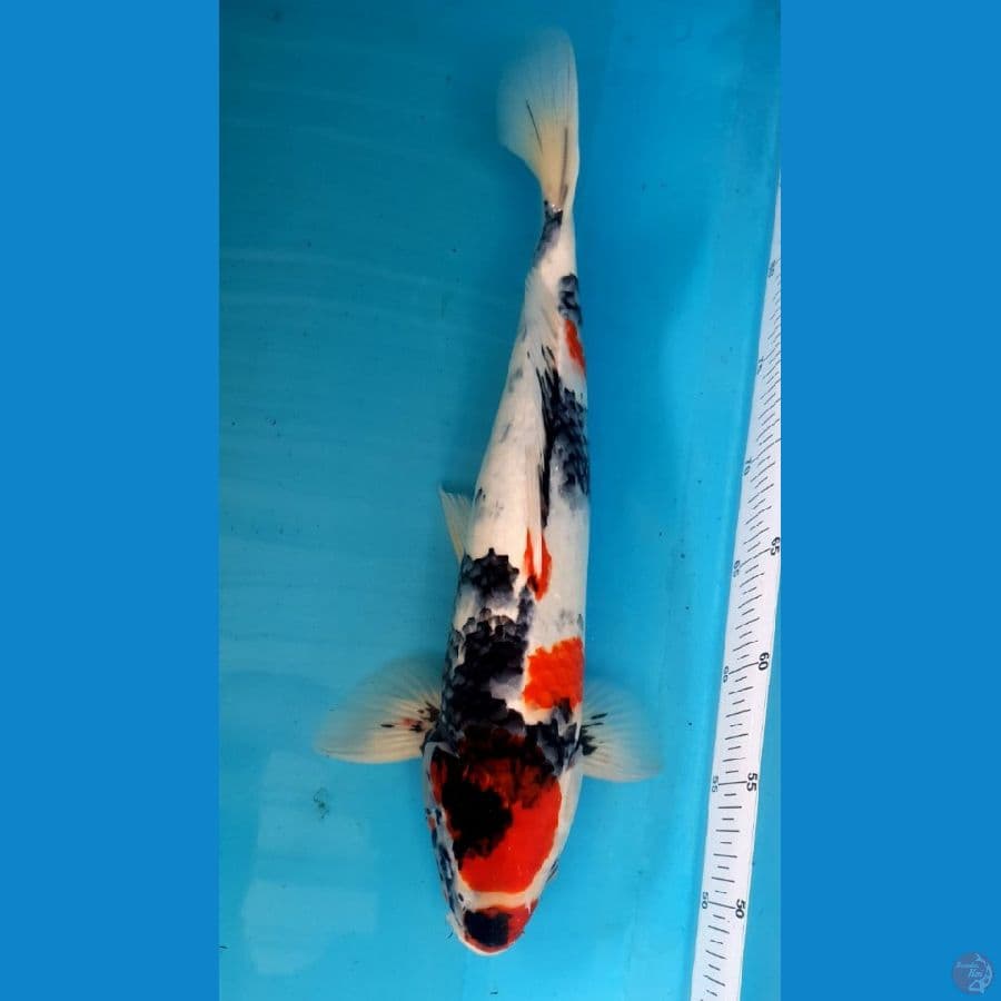 SHOWA Maruten JUMBO 41/Female