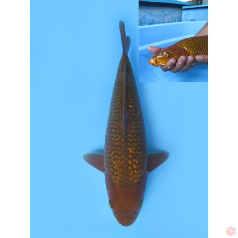36cm , Jantan - Bulky Chagoi Full Ginrin