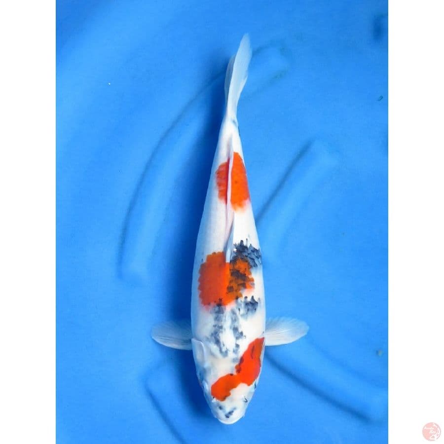 43cm , Fml - Kindai Sandan Showa F1