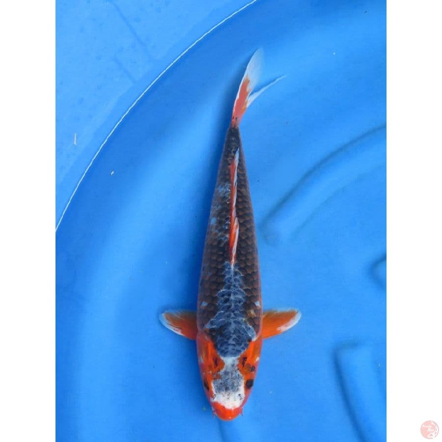 44cm , Jumbo Asagi Super Unique