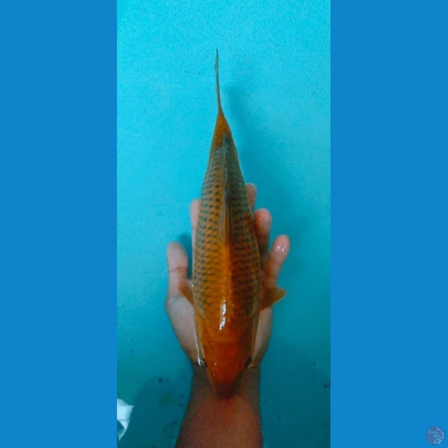 cagoi - 30cm