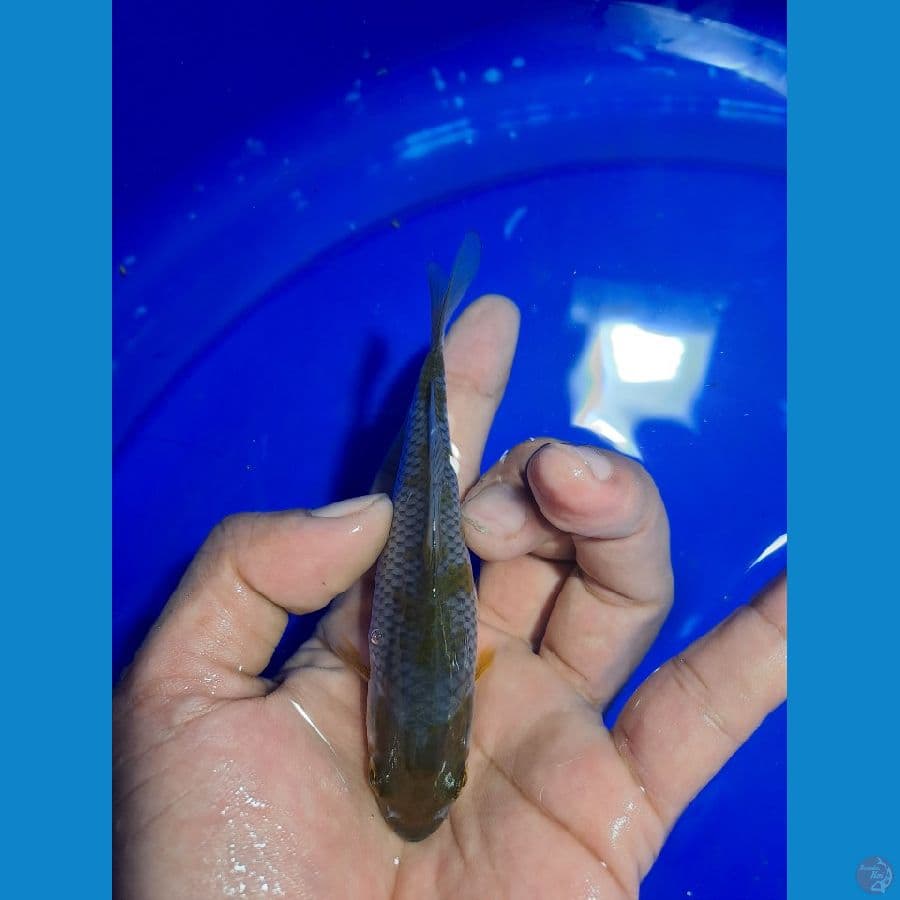 ochiba 12 cm calon sesuatu