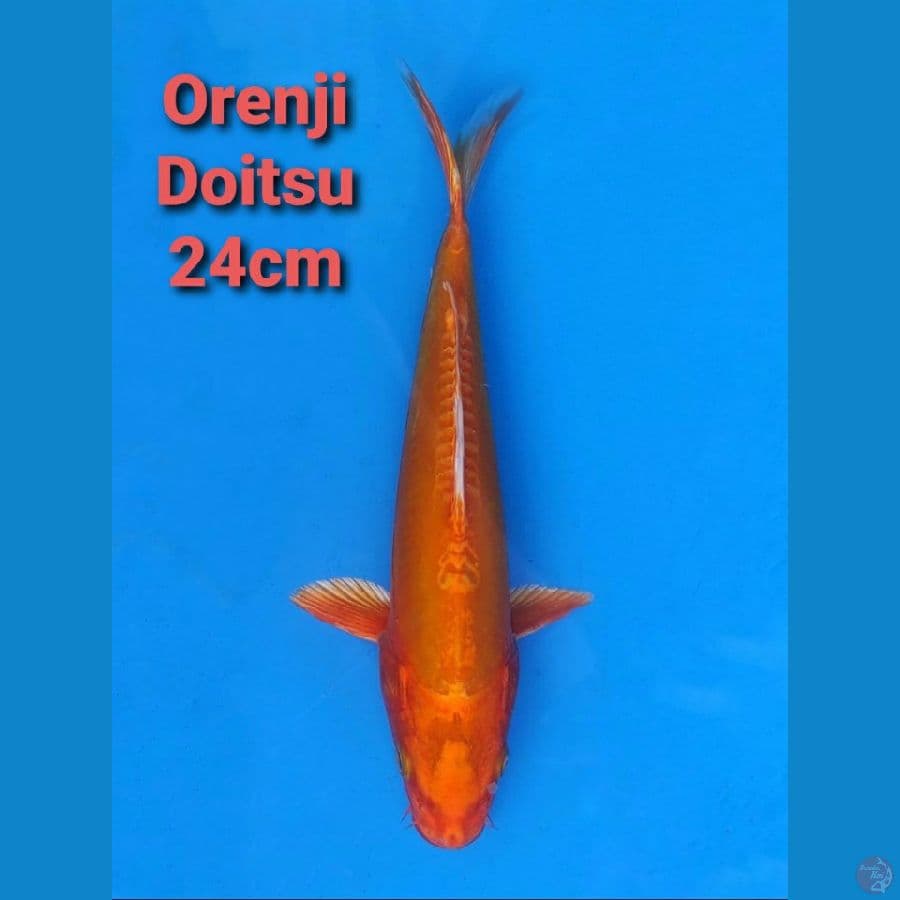 IMPORT SERTI ORENJI DOITSU 24CM