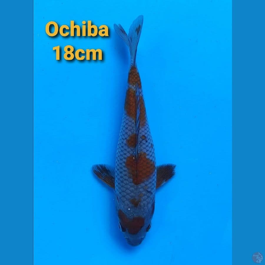 IMPORT SERTI OCHIBA 18CM