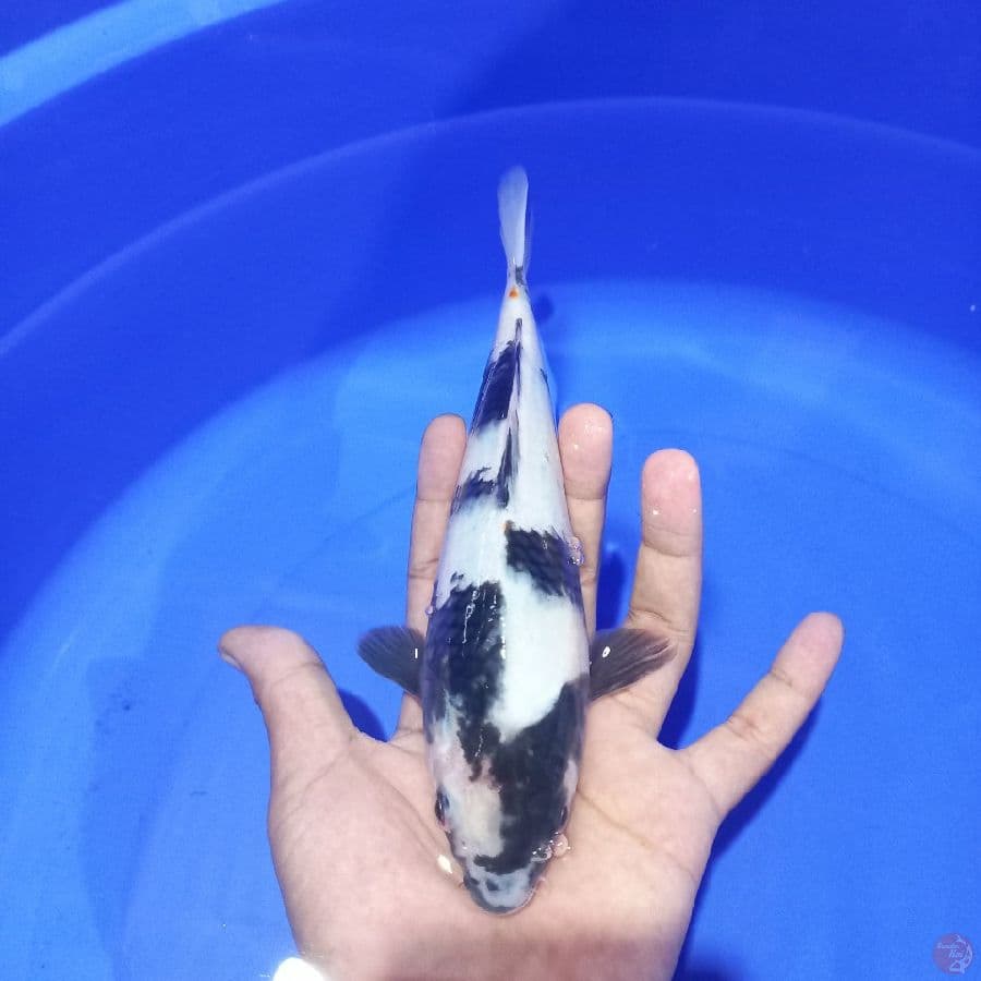 *SHIRO//FM/23 CM*