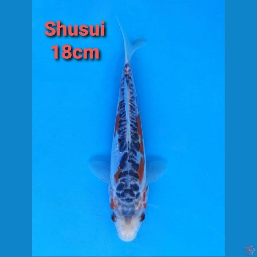 IMPORT SERTI SHUSUI 18CM