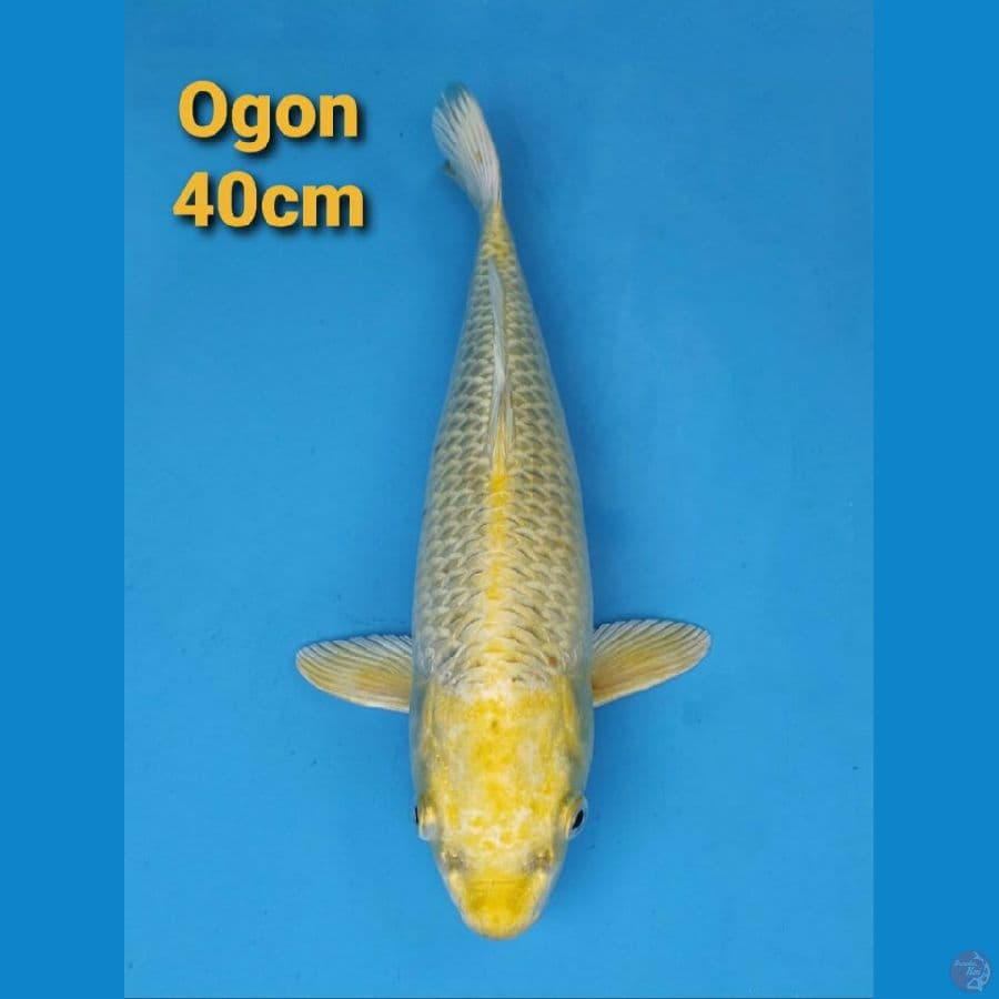 IMPORT SERTI OGON 40CM