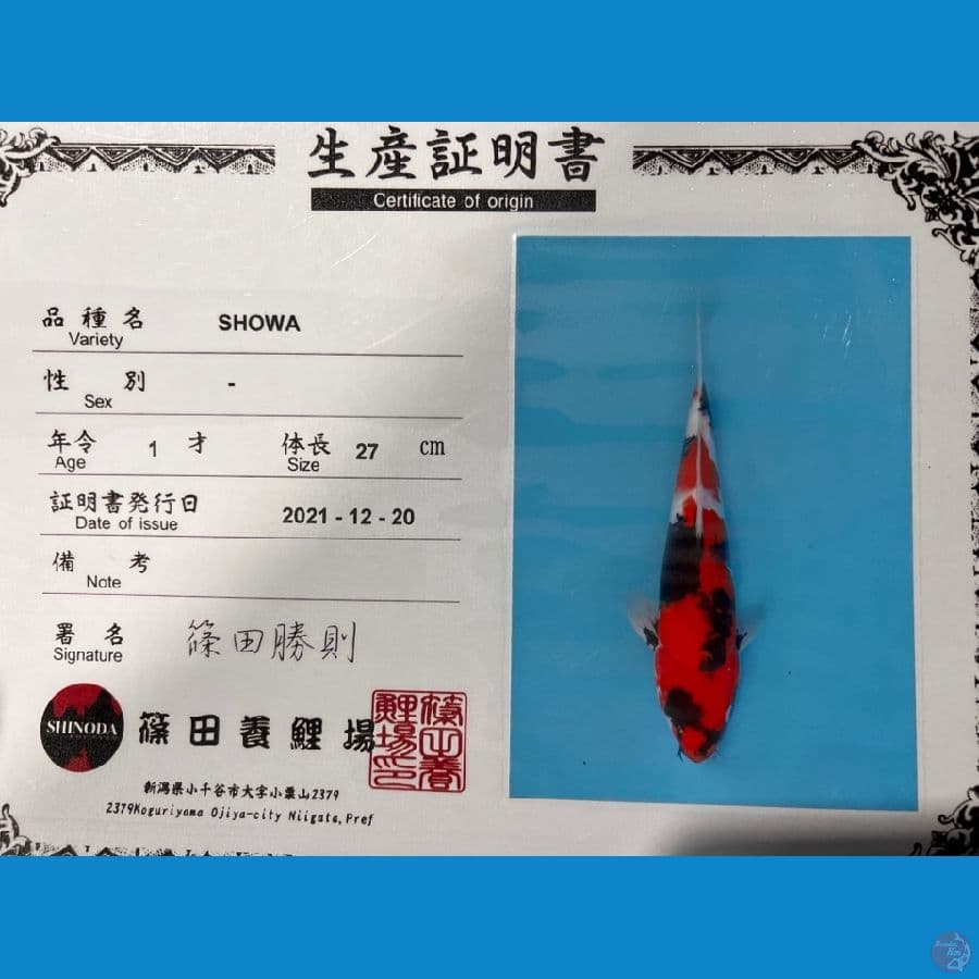shinoda showa 35cm male