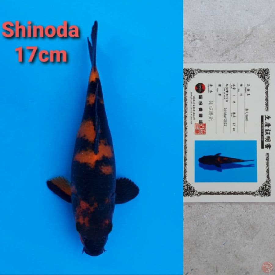 SHINODA HIUTSURI 17CM