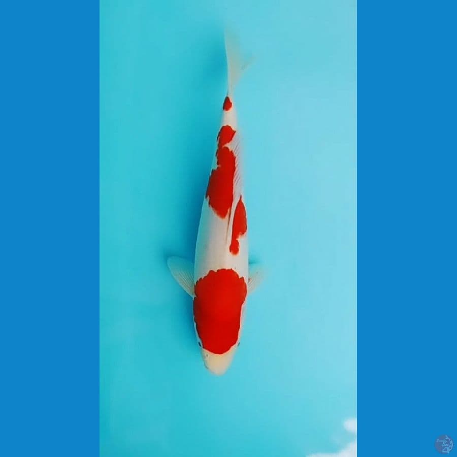 Kohaku.. 32cm