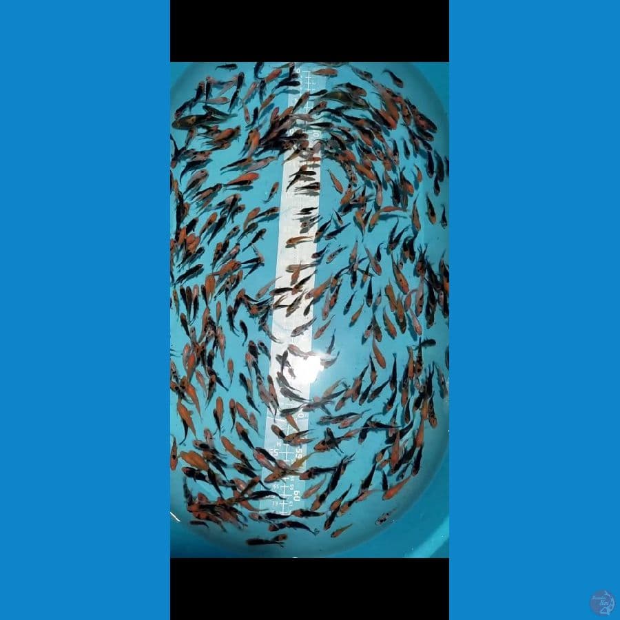 DOITSU Showa Sanke mix 4-6cm 400ekor