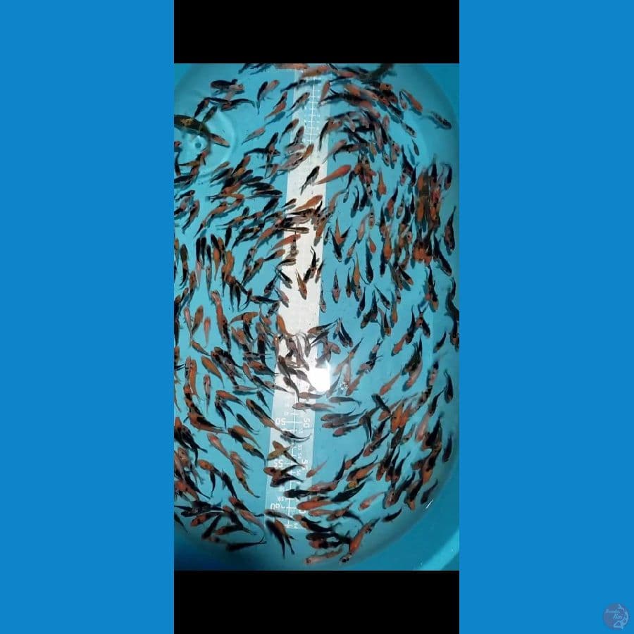 DOITSU Showa Sanke mix 4-6cm 400ekor