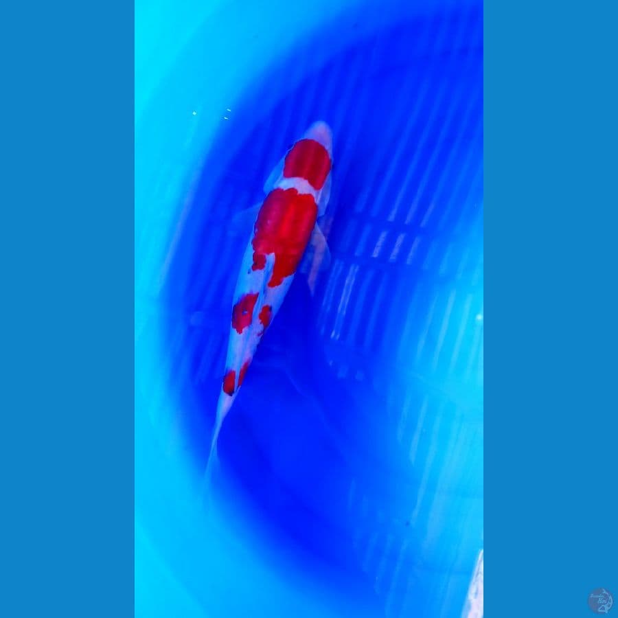 F39Cm