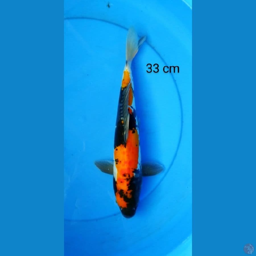showa doits 33 cm