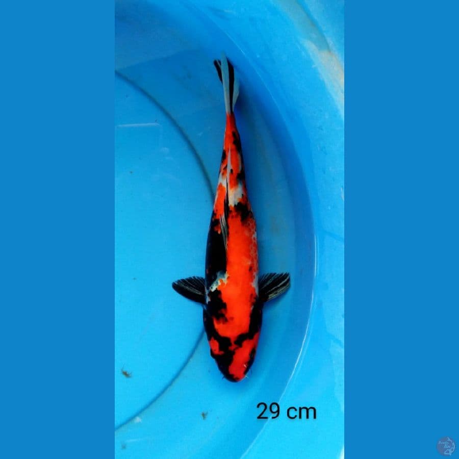 showa 29 cm