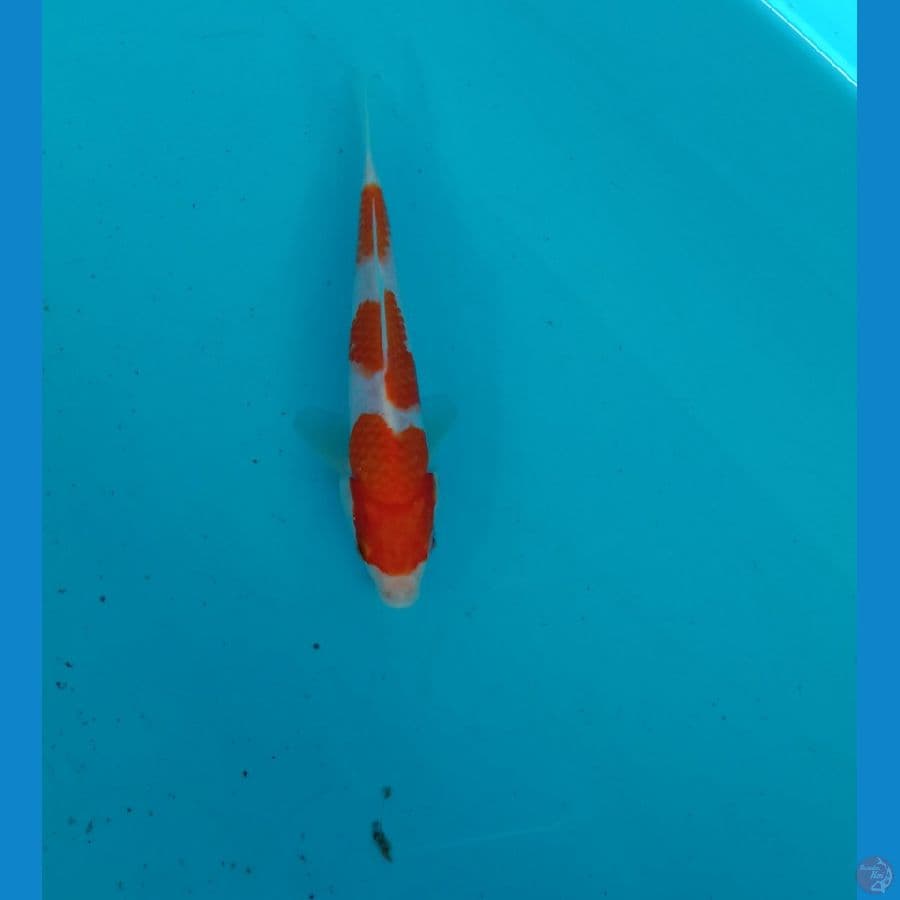 kohaku