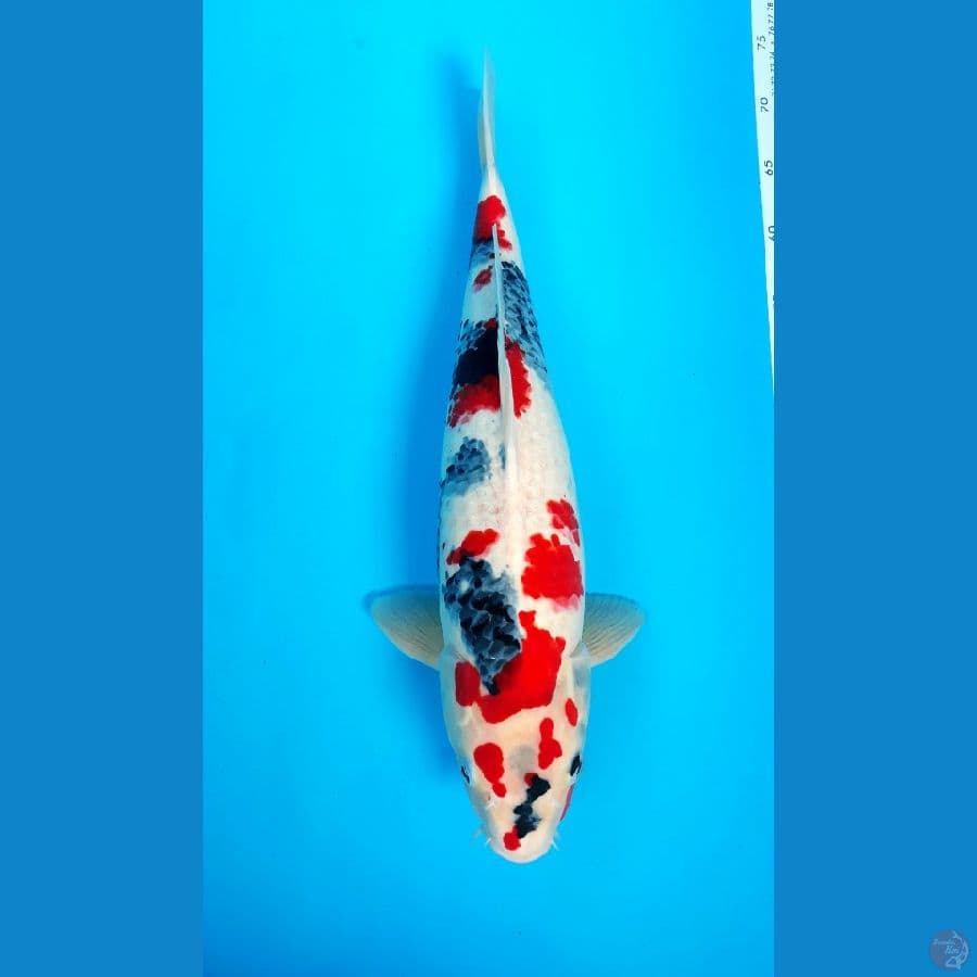Kindai Showa Male 46cm