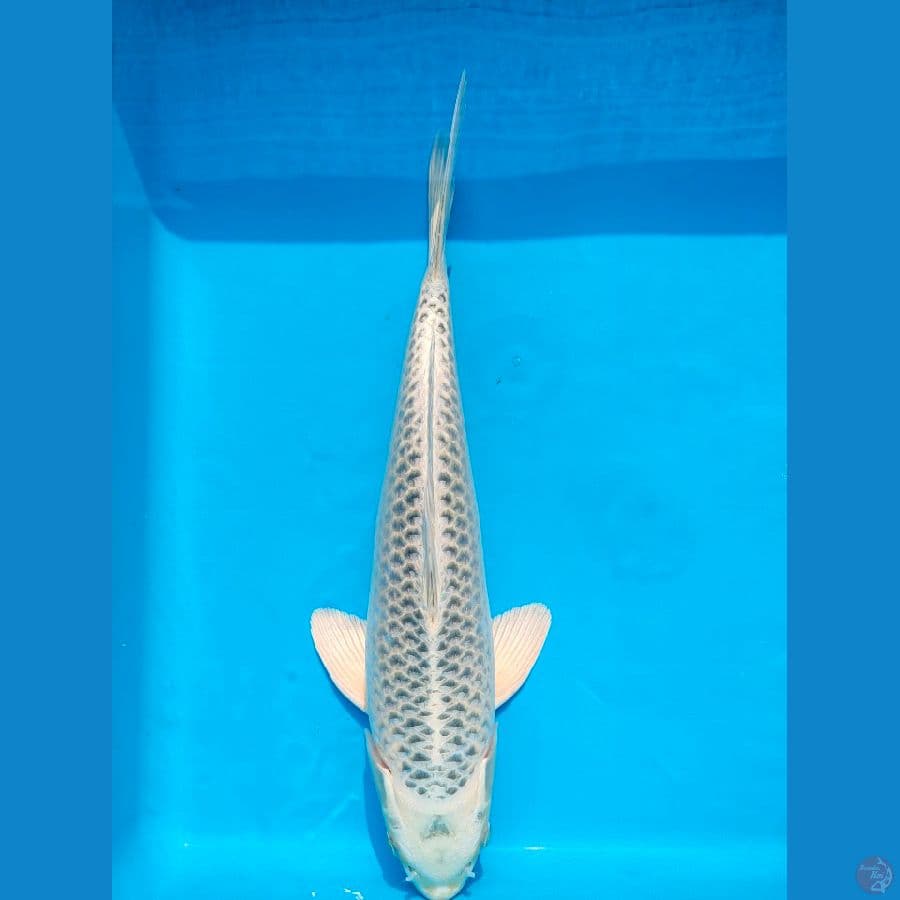 Mukasi 37cm
