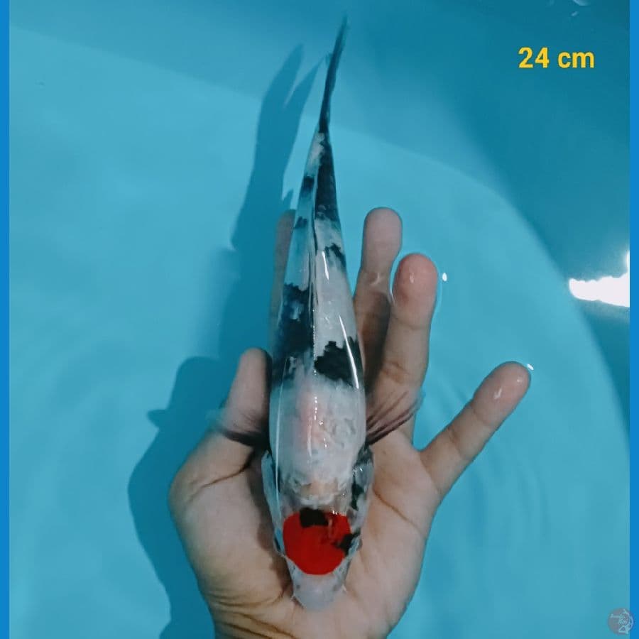 Tancho Showa 24 cm