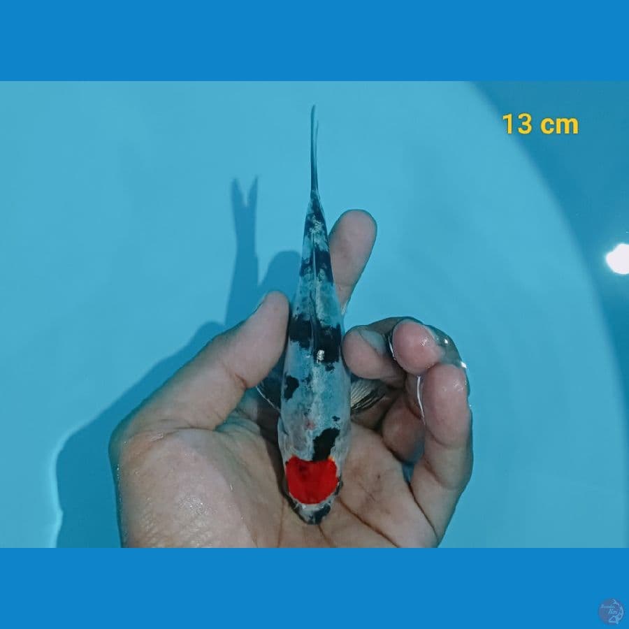 Tancho Showa doit 13 cm