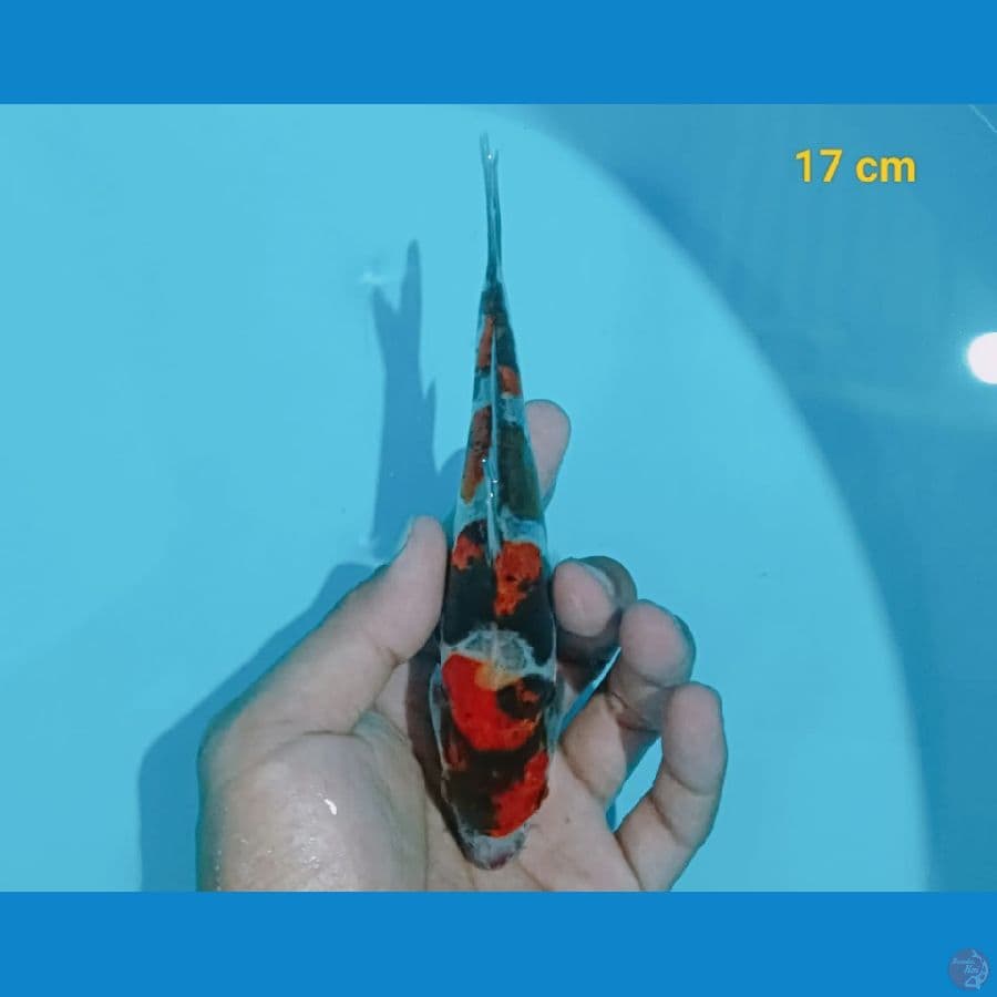 SHOWA DOIT 17 CM