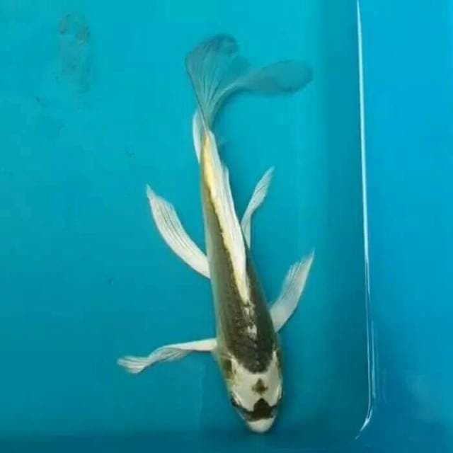 Kumpay 25cm