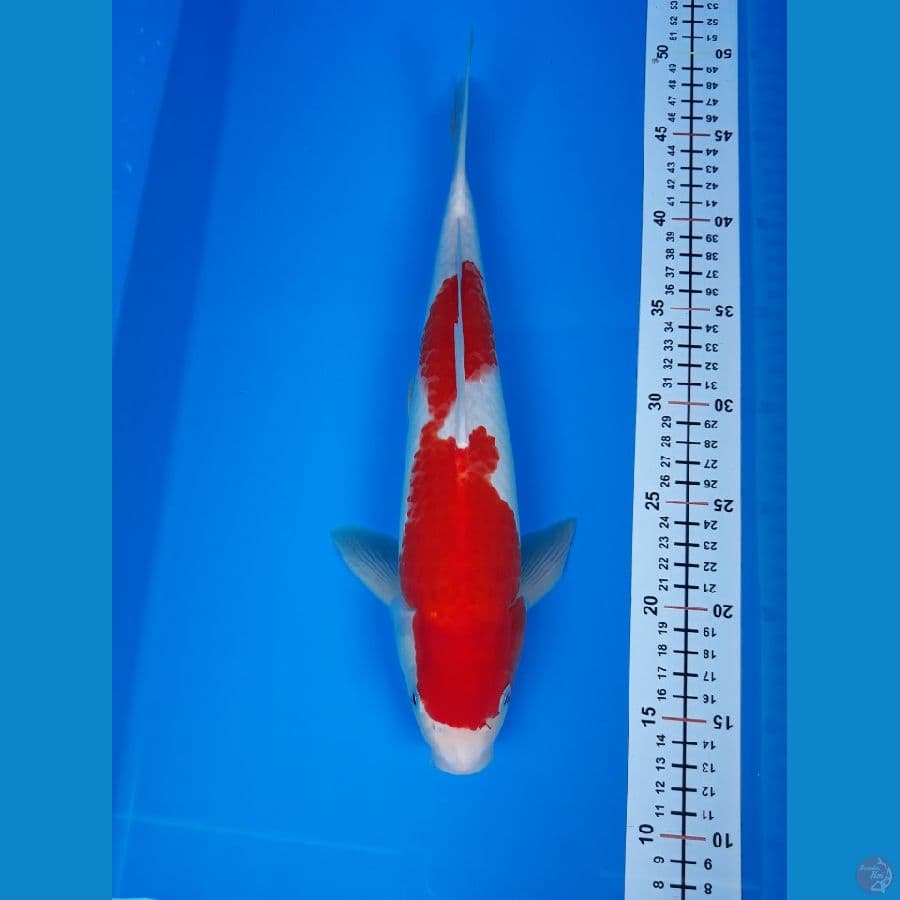 kohaku M 34