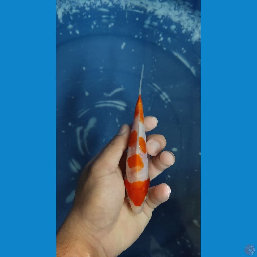 Kohaku Step 4 Doitsu