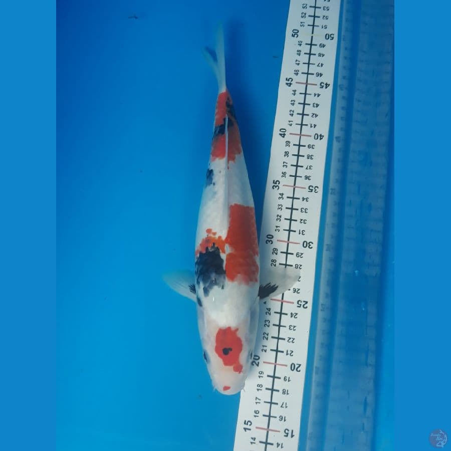 kindai showa F 30
