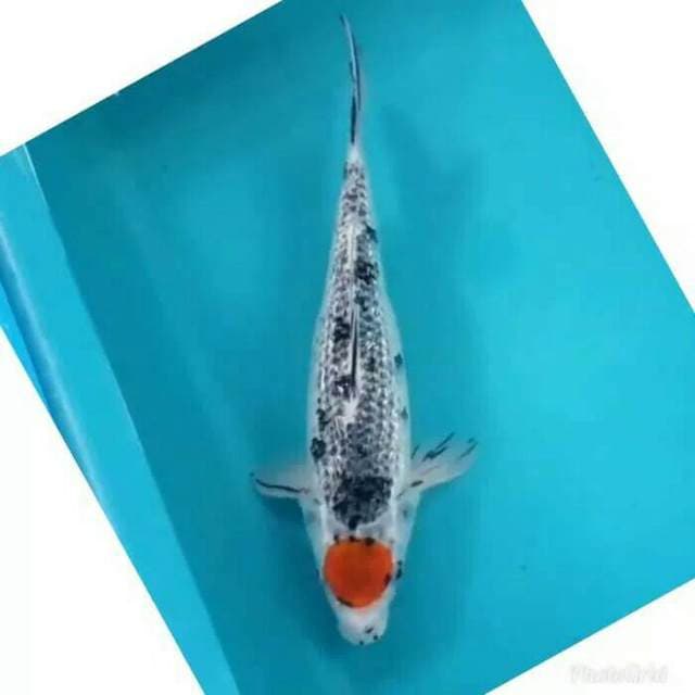 Tancho Goshiki 33cm