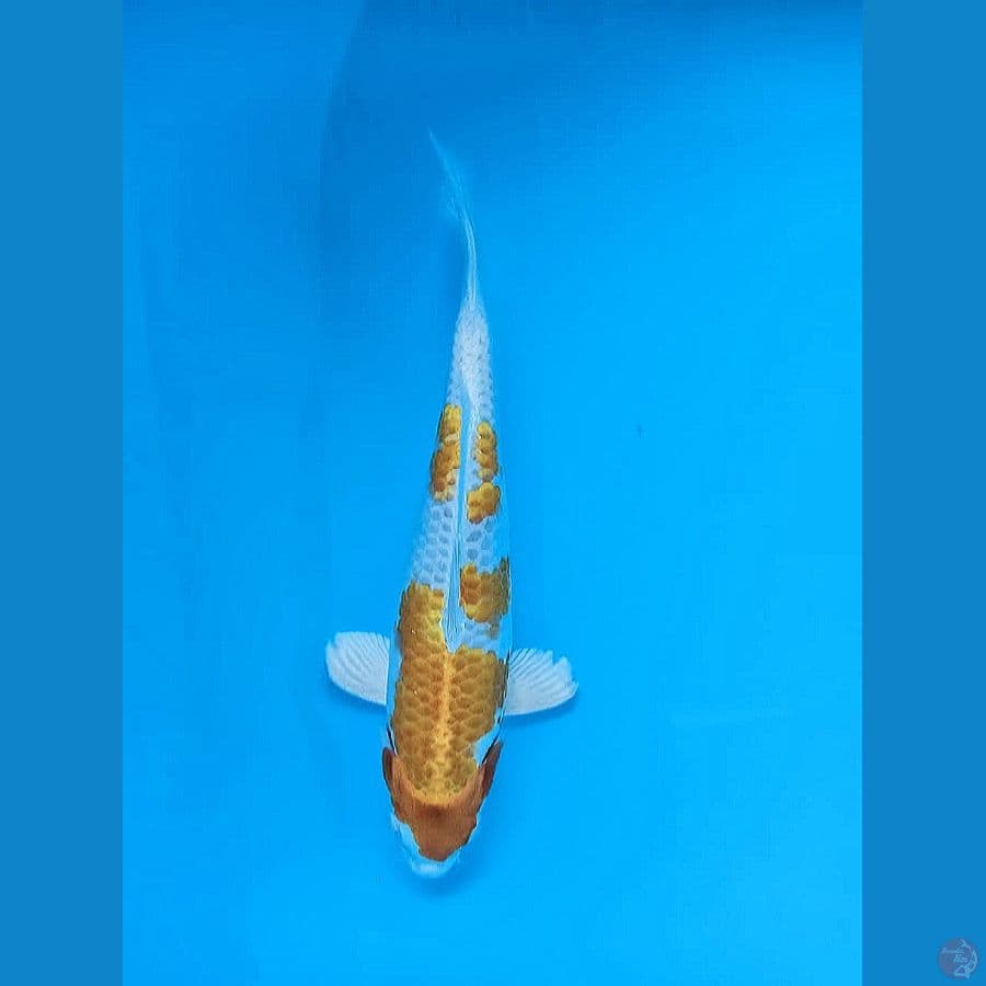 1- Hariwake 24cm