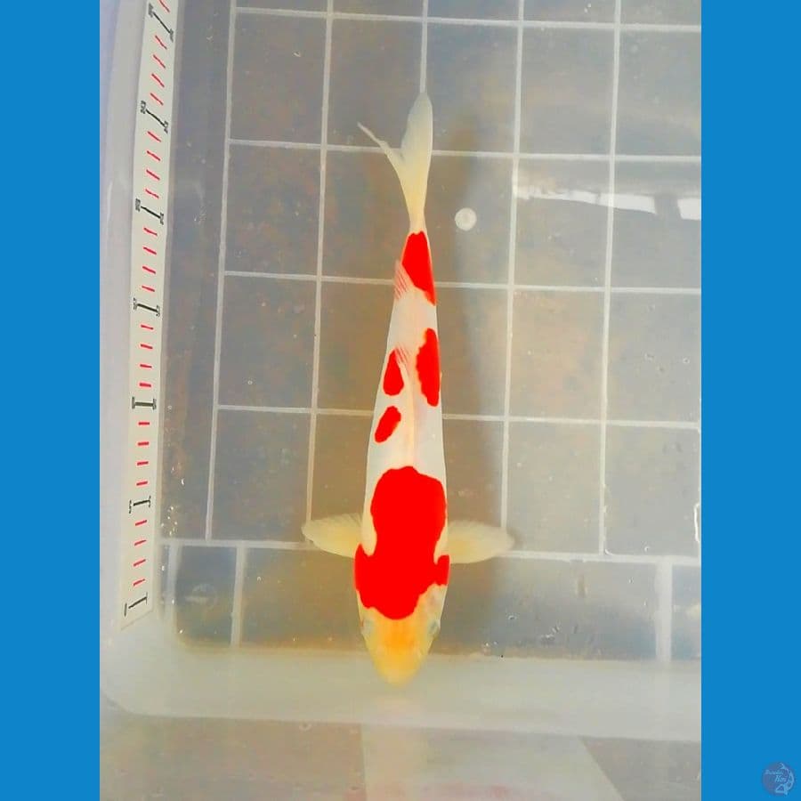 kohaku