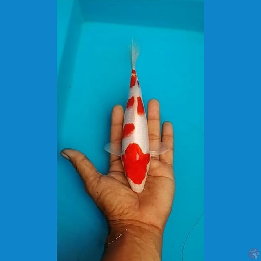 Kohaku.. 20cm
