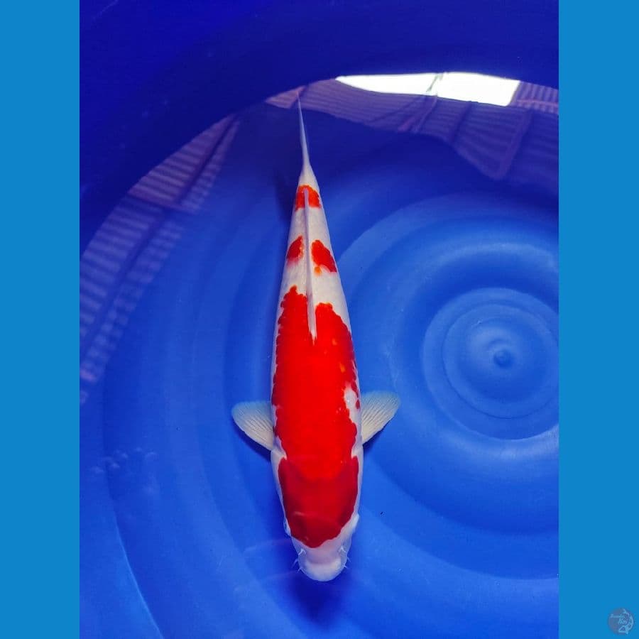 kohaku 39cm