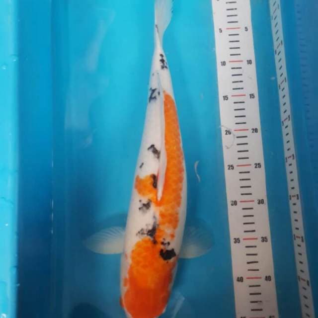 SANKE 47CM