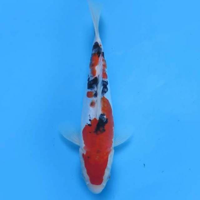 Sanke doitsu 23 cm