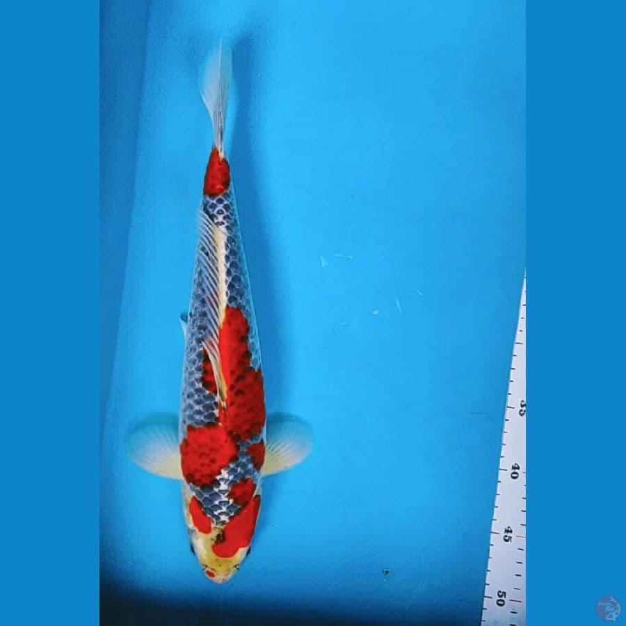 GOSHIKI STRONG 40CM MALE
