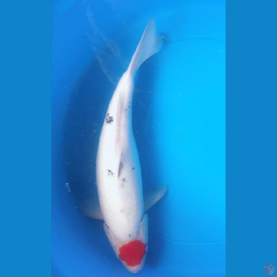 tancho showa bulky fimale 41cm