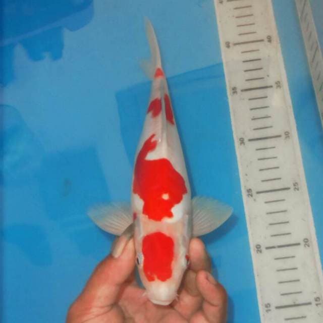 KOHAKU
