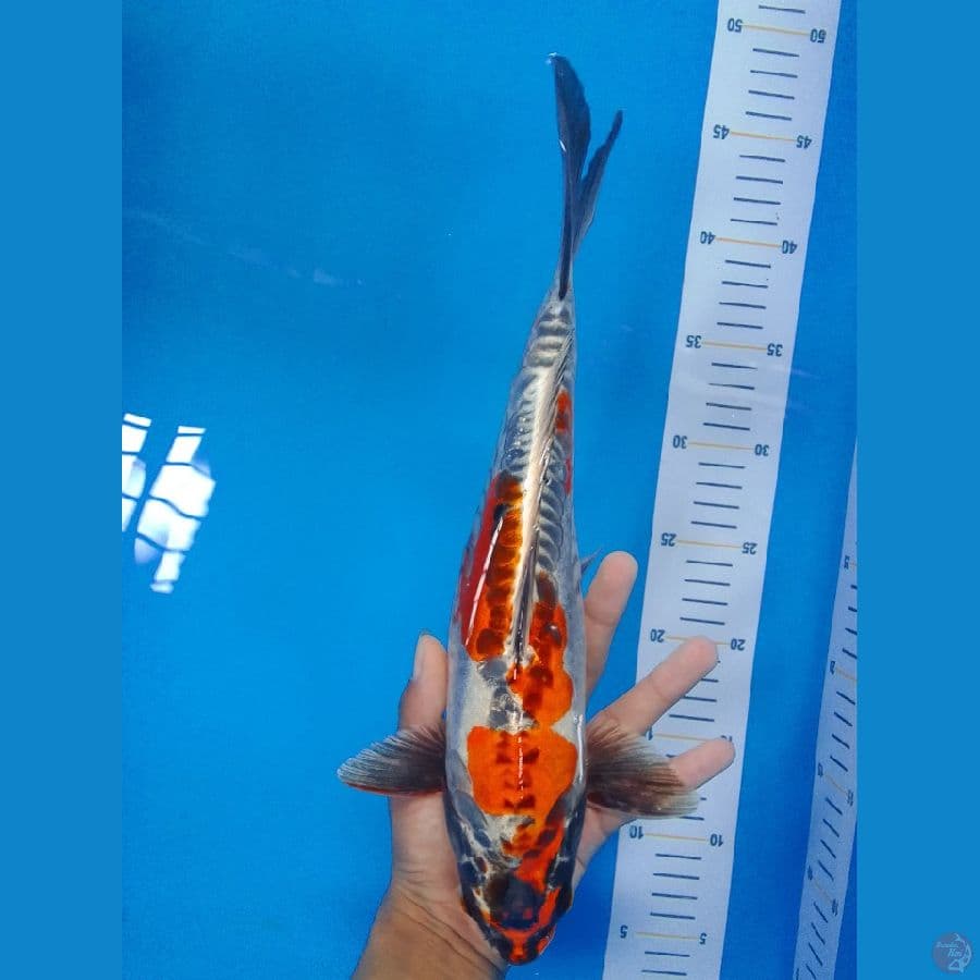 Kohane Ochiba Rare 32 cm jantan