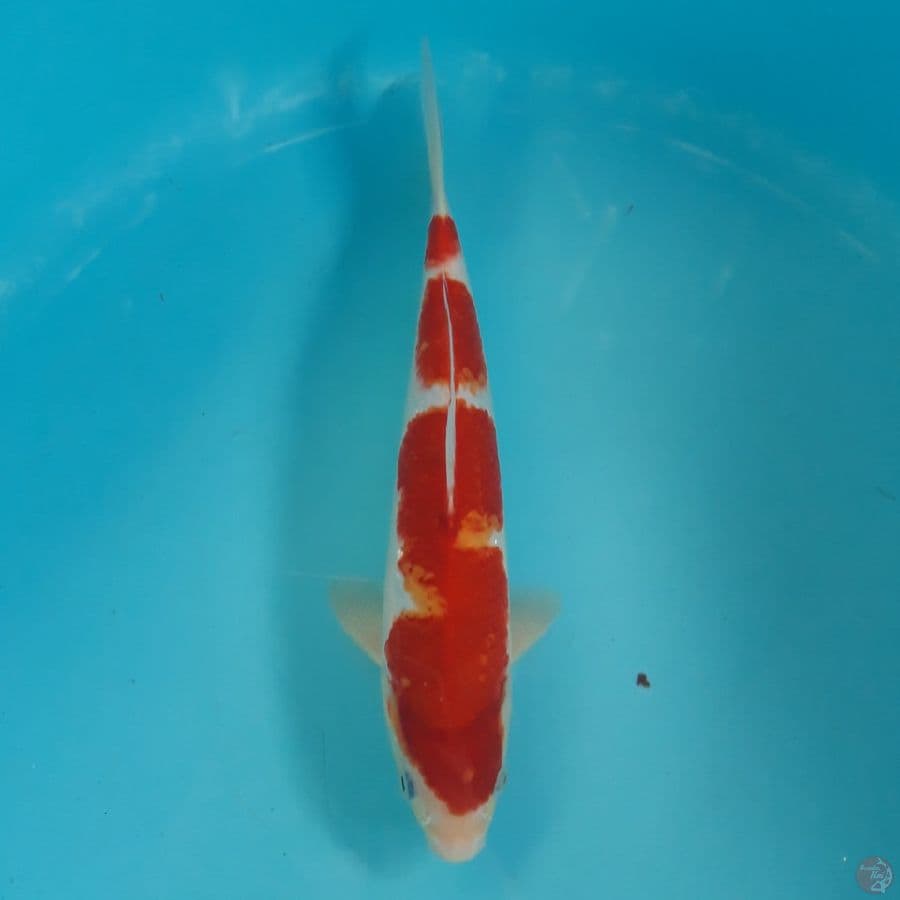 Kohaku Red 3step 29cm