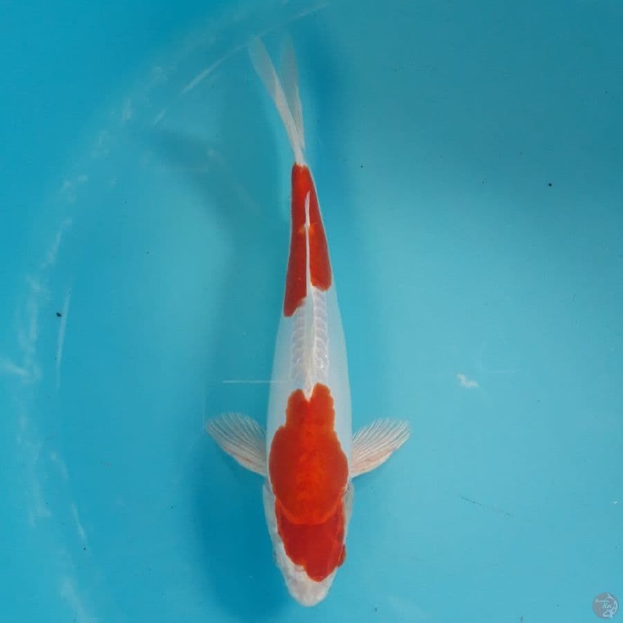 Kikushui Halus 2step 29cm
