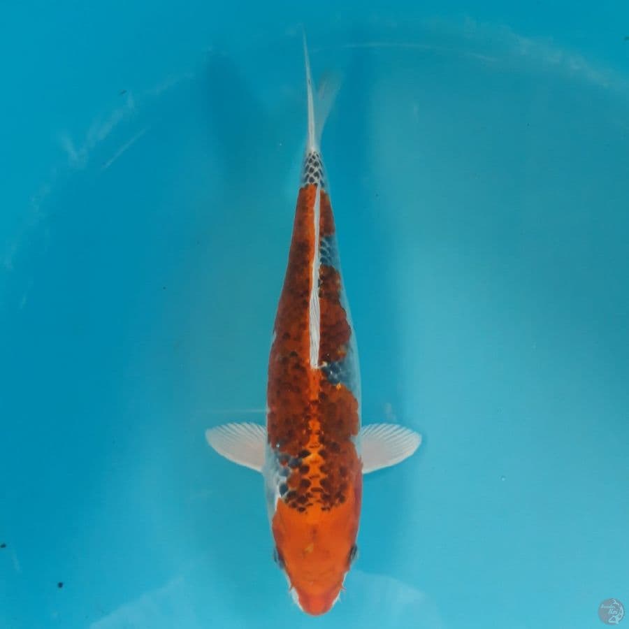 Kujaku 29cm