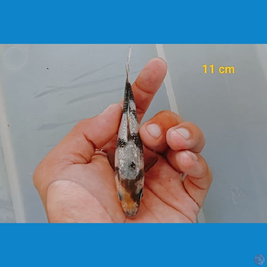 Minion 11 cm