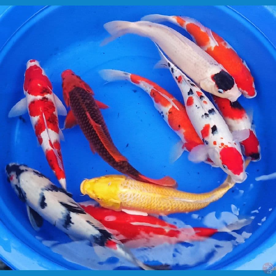 9ekor mix jozz berbagai macam jenis 40bu