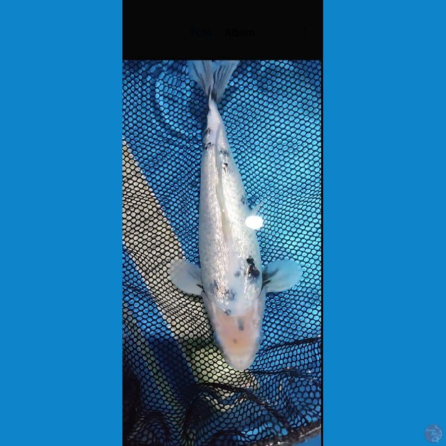 bahan keeping gindrin shiro _30 cm famale