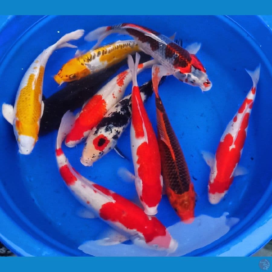10ekor mix berbagai macam jenis 40bu