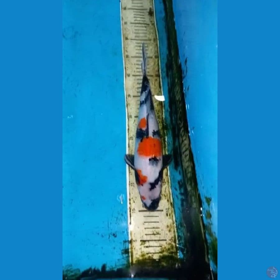 Showa 35cm