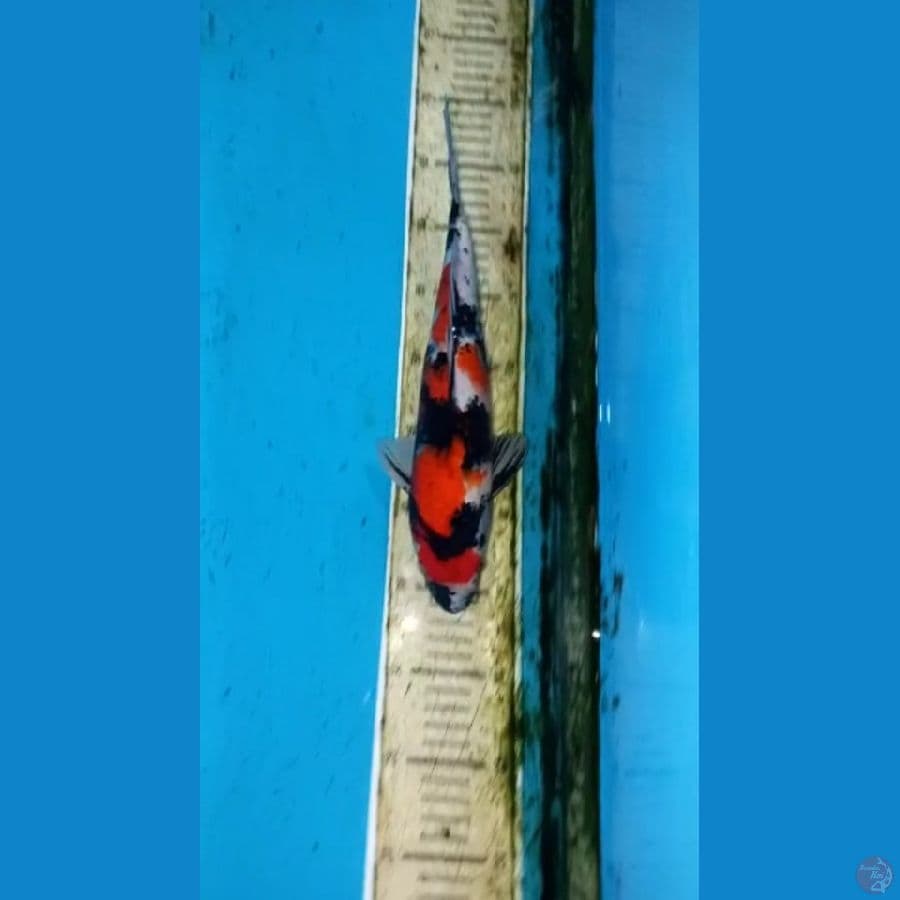 Showa 32cm