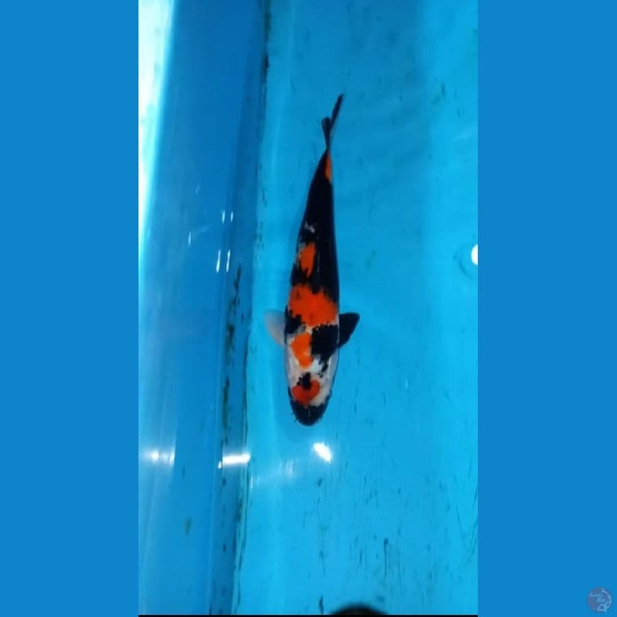 Showa 35cm